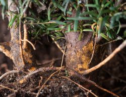 Fraßschaden Dickmaulrüßler Larve am Wurzelhals von Taxus baccata Eibe