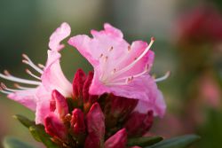 Weiterlesen: Rhododendren und Azaleen