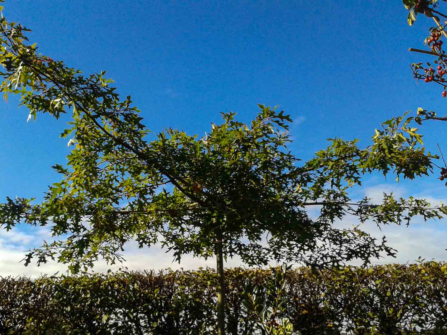 Quercus palustris Dachspalier