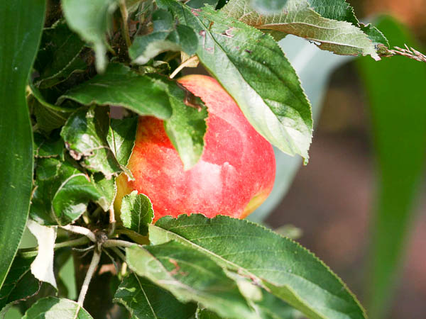 Apfel Rondo